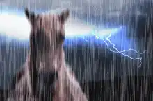 Depressed Horse