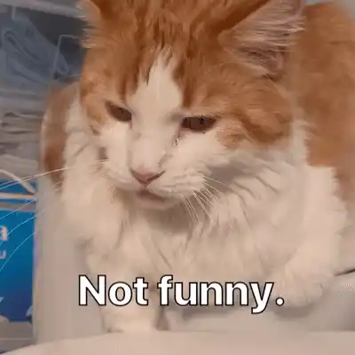 Diekatzlei: Cat Says Not Funny