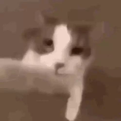 Cat Licking Paw Discord Meme