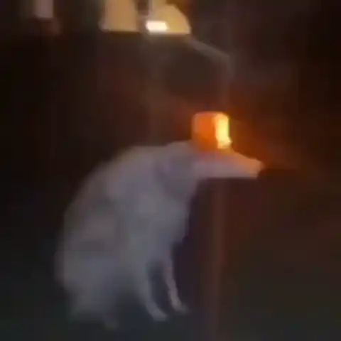 Dog Alarm