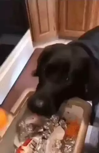 Dog Chomps Carrot Peel: Emre Tekmen, Ron Furness, Tomlinson