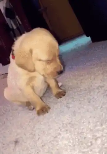 Dog Cute Dog