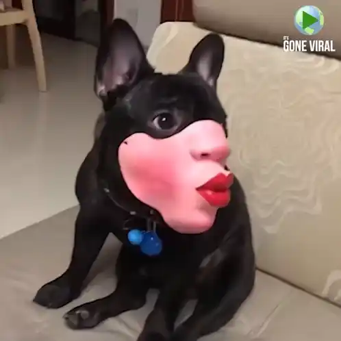 Dog Dog Meme