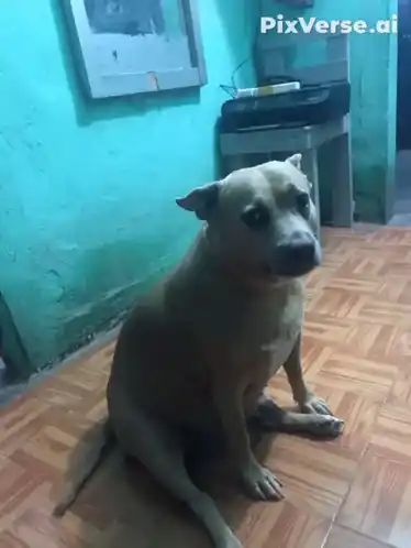 Dog Elegante Business Dog