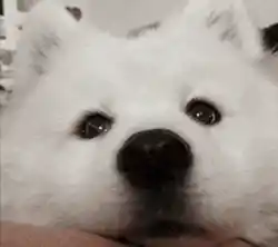 Dog Explosion Doggy Boop