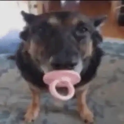 Funny Dog with Pacifier
