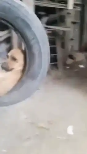 Dog Funny Dog Swinging