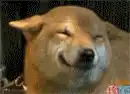 Happy Shiba Inu Dog Smiling