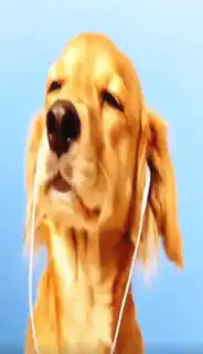 Dog Headphones