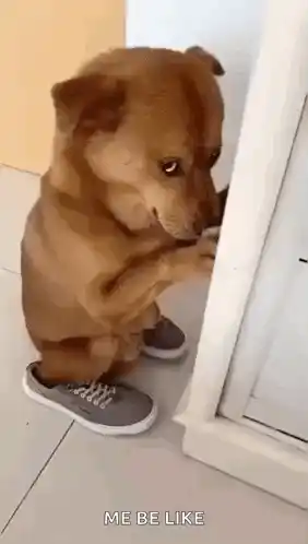 Dog Hiding