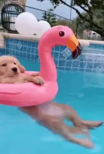Golden Retriever Puppy in Flamingo Pool Float