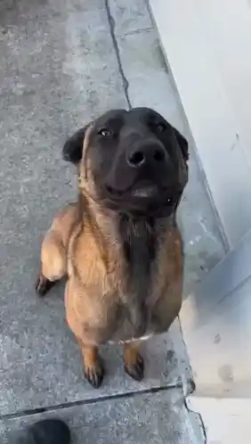 Dog Puppy