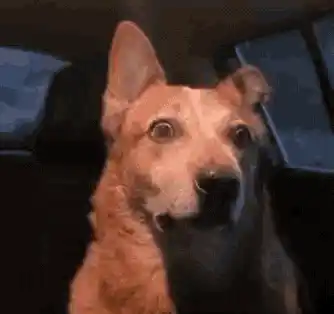 Dog's Shocked Reaction in Car