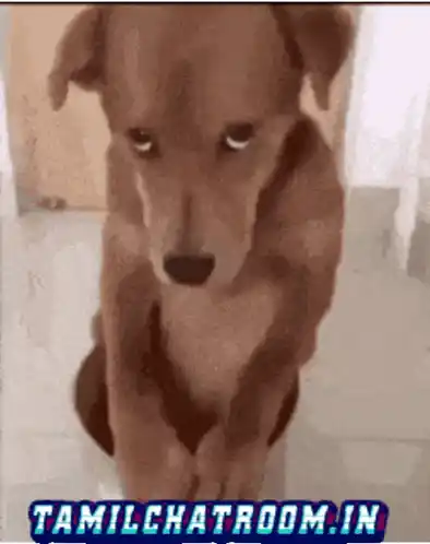 Dog Silent Dog Memes