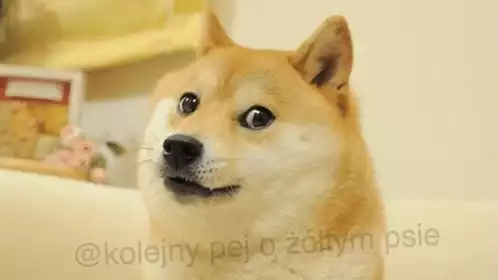 Doge Meme: Yellow Dog Post