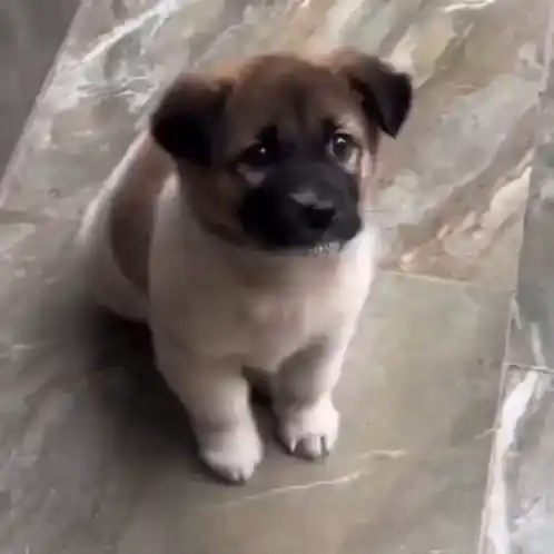Doggy Cute