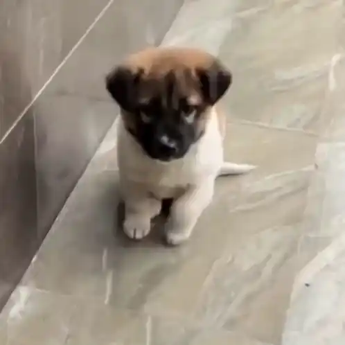 Adorable Puppy's Playful Paw Taps