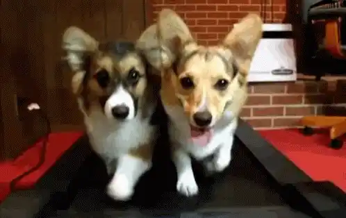 Corgis Running on a Treadmill