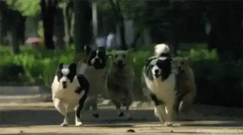 Dogs Running Together