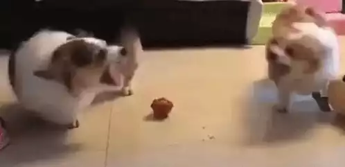 Cone Dogs Squabble Over Toy