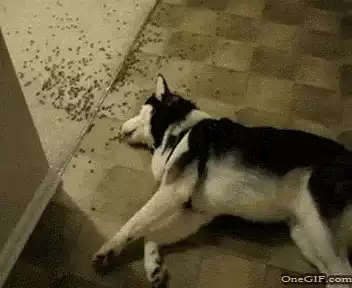 Lazy Husky Dog Sleeping on Floor