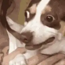 Dog's Surprised Reaction
