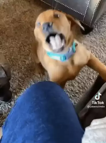 Funny Dog TikTok: Playful Bite Reaction