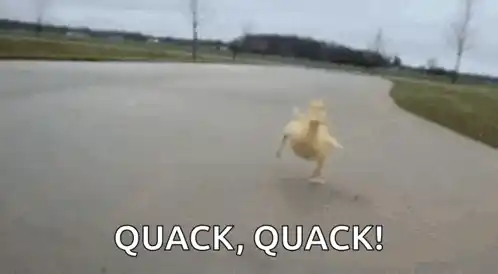 Duck Quack