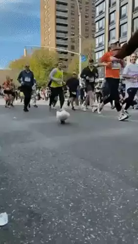 Duck in Red Shoes Joins City Marathon