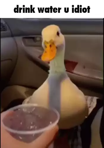Cute Duck Drinks Water - Drink Water U Idiot Meme