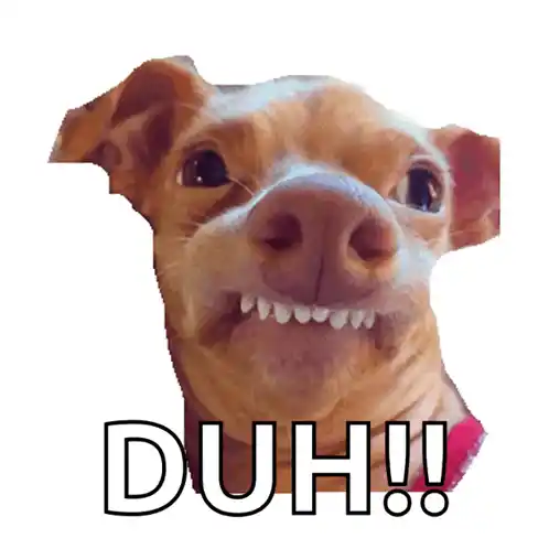 Dog with 'Duh!!' Expression