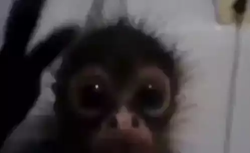 Baby Monkey's Dramatic Expression
