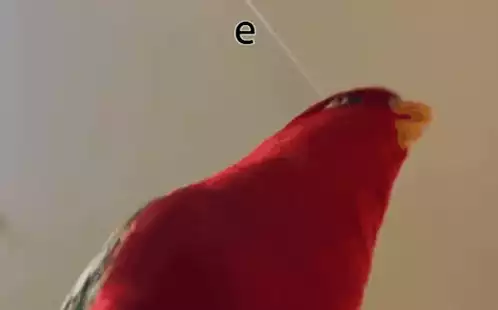 Red Bird Looking Up at 'E'