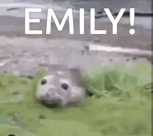 Emily the Screaming Seal