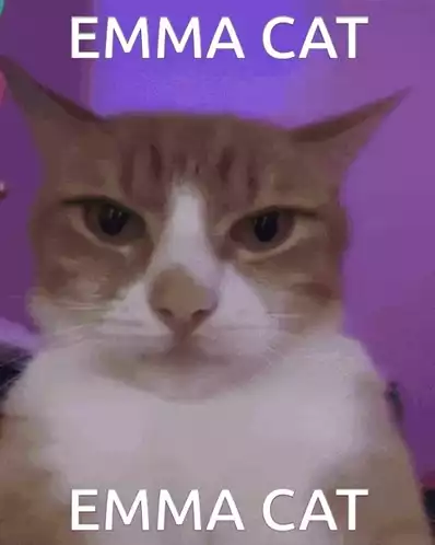 Emma Cat with a Chain Necklace