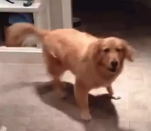 Excited Golden Retriever Dancing