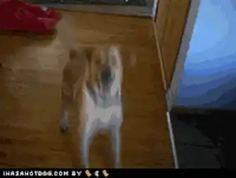 Excited Dog Wagging Tail