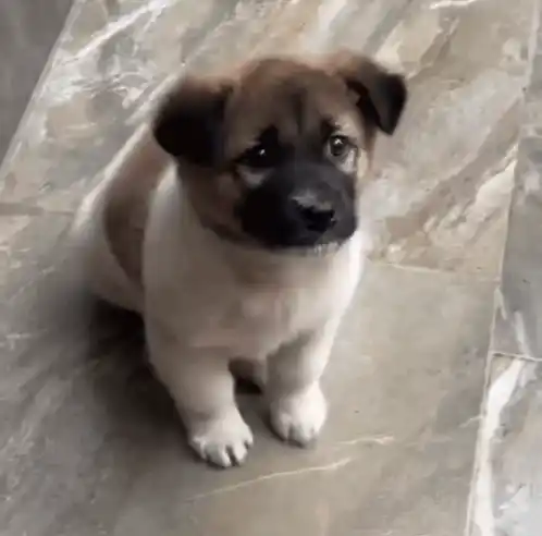 Excited Excited Dog