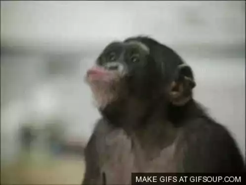 Dancing Experiment Monkeys