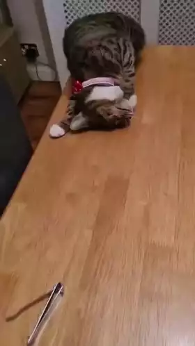 Funny Cat Fail on Table