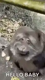Fat Fat Monkey