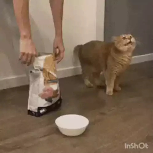 Shocked Cat Gets Too Much Food
