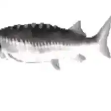 Black and White Fish Swimming