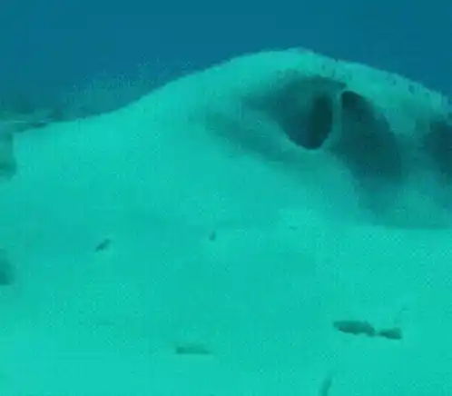 Confused Fish Stares