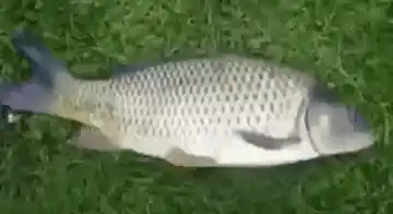 Fish Multiplies on Grass