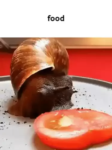 Giant Snail Eating Tomato Slice