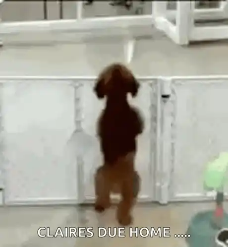 Freudiger Hund wartet auf Claire