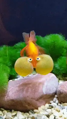 Funny Bubble-Eye Goldfish in Aquarium