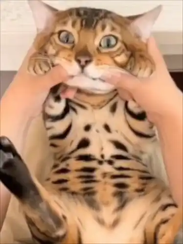 Funny Cat Smile: Pet Cheeks Stretched
