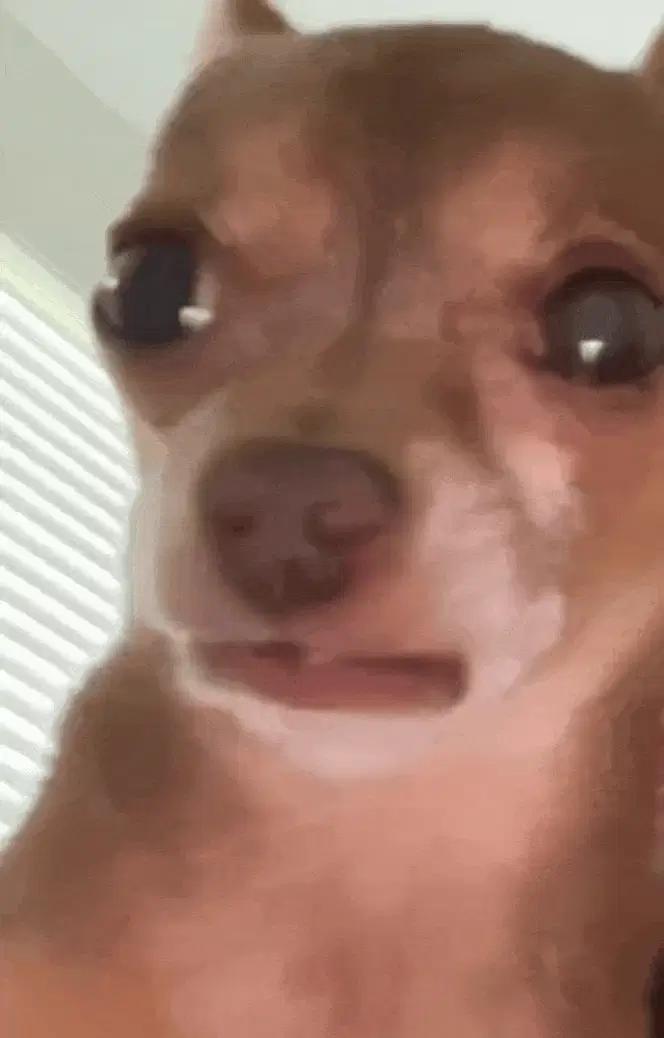 Funny Angry Dog GIF - Mad Dog Reaction